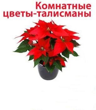 Комнатные цветы-талисманы