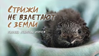 Стахеев Сергей - Стрижи не взлетают с земли