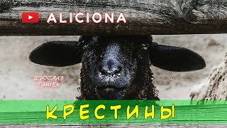 Гашек Ярослав - Крестины